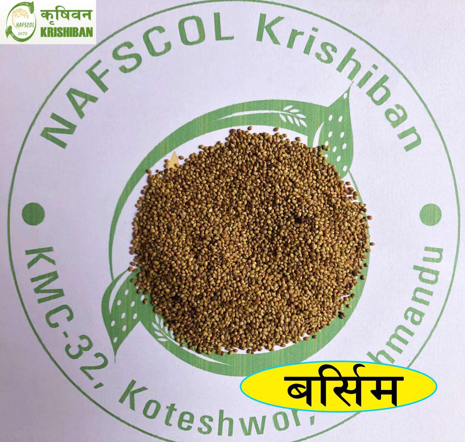 Barsim | बर्सिम (Trifolium alexendrium) – NAFSCOL Krishiban Pvt Ltd.
